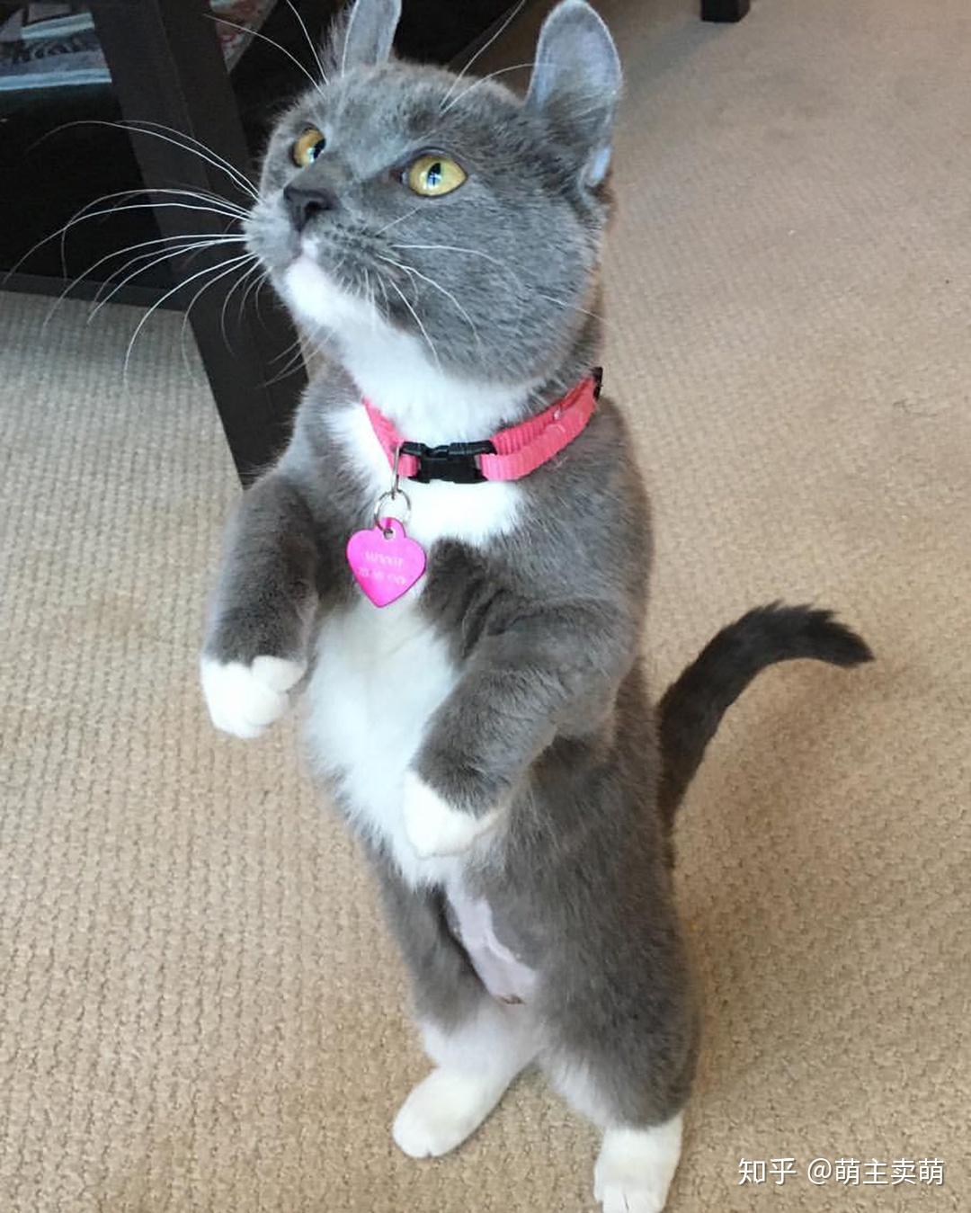 我是一只萌萌哒的蓝白小卷耳猫