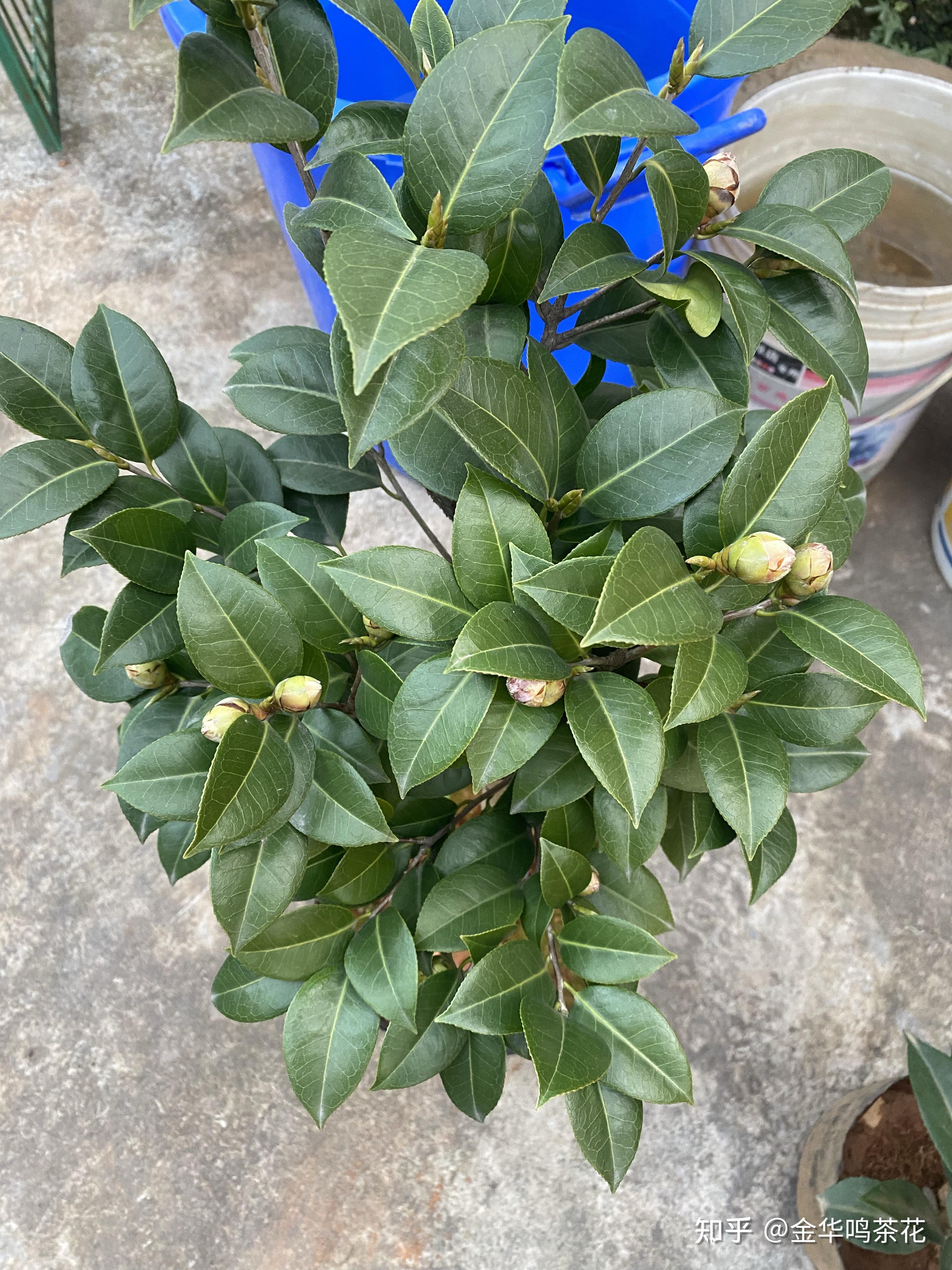 西里米切尔黑色蕾丝茶花