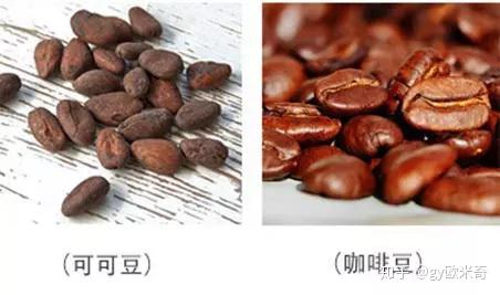 外在的不同:可可和咖啡外在上的不同,主要表现在果实和豆子两个方 