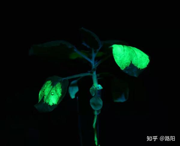 荧光显微镜常用的激发光源 显微镜光源 - 知乎