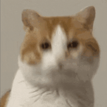 网红猫meme表情包第一弹(震惊猫) - 知乎