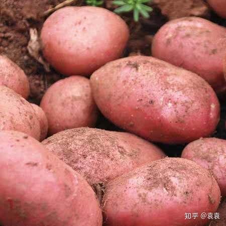 你知道土豆花长啥样吗 知乎