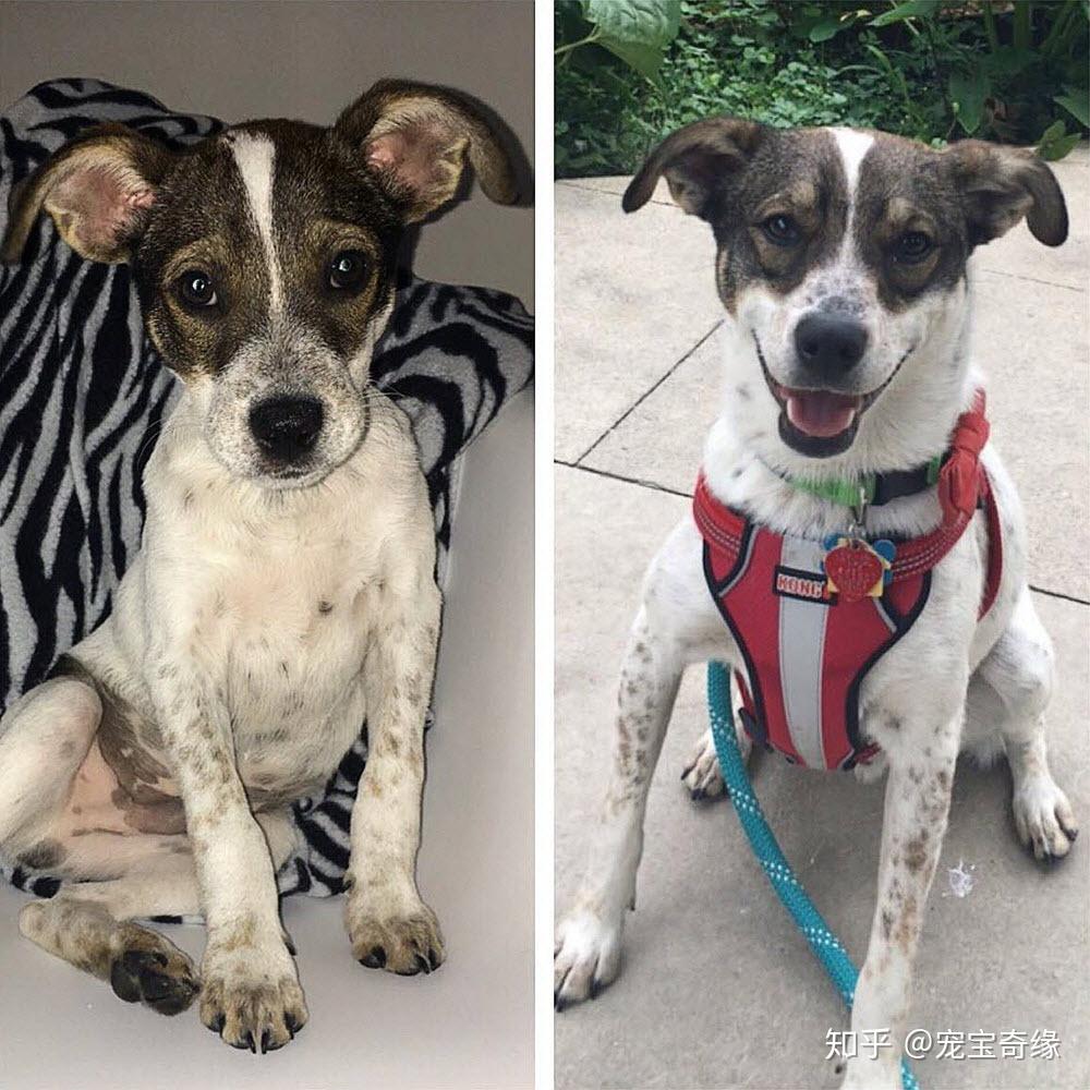 表情说明一切收容所的小动物被收养前后的对比变化让人感叹