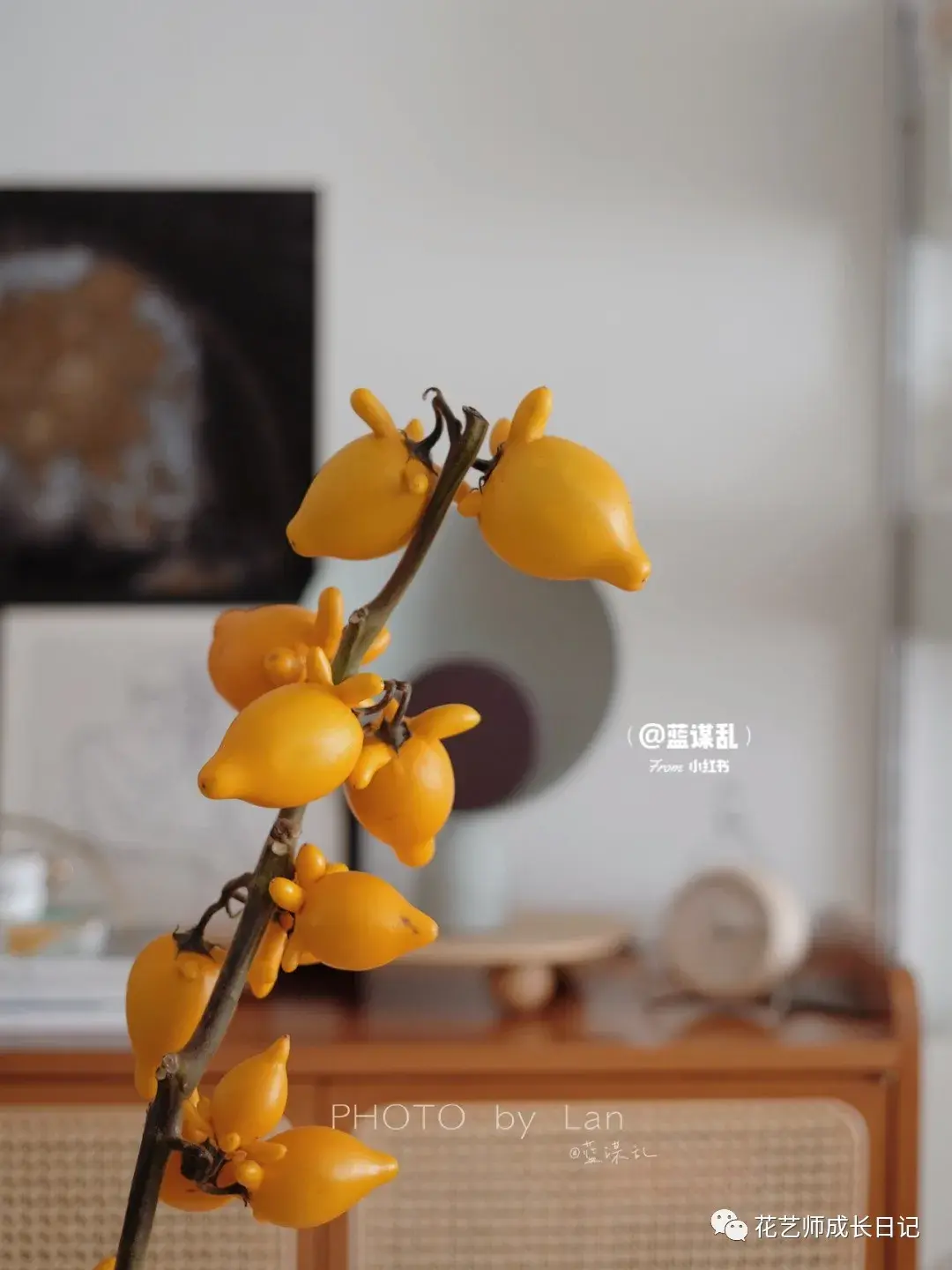 每日一花 | 五代果的到来，结结实实的给了我们美好的冬日向往！ - 知乎