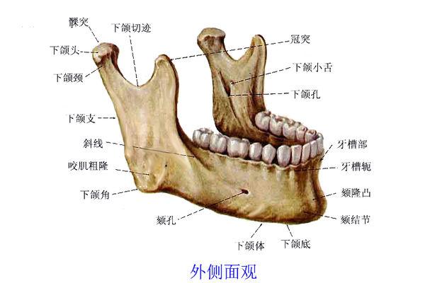 下颌骨和下颚骨有区别吗？ - 知乎