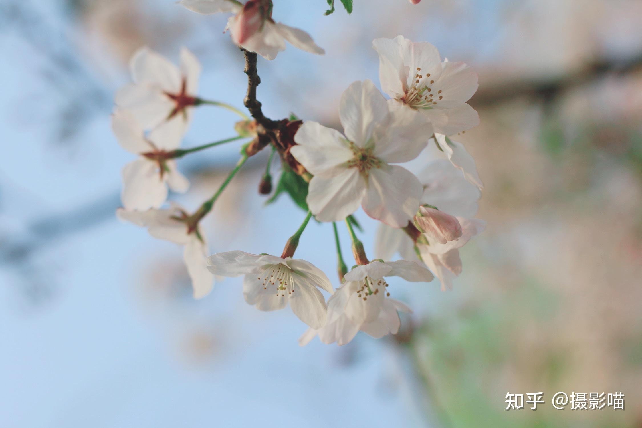 樱花的花语与象征寓意(樱花的花语与象征寓意图片)