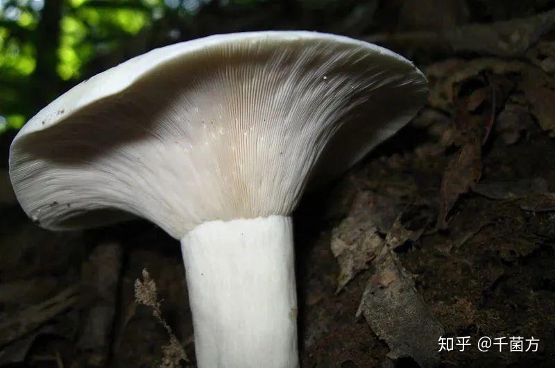 祛风散寒舒筋活络的蘑菇白乳菇