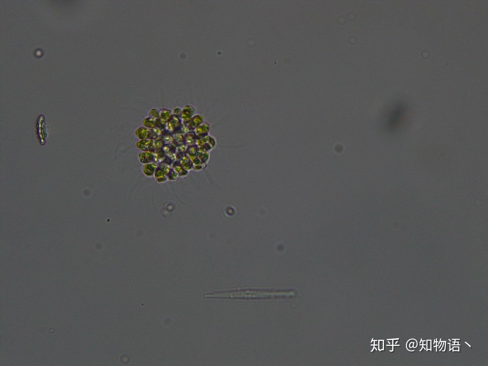 詢問水中微生物名稱