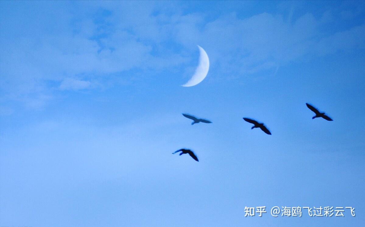 何处秋风至，萧萧送雁群