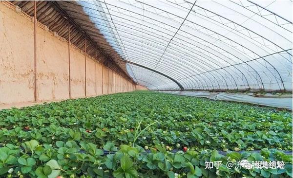 农业生产中的常见温室 知乎 农业生产中的常见温室 知乎