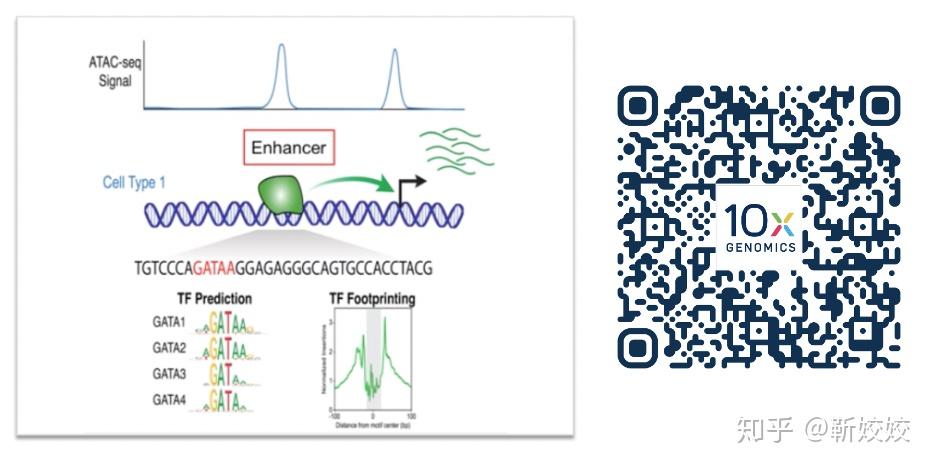 一文带您全方位了解单细胞ATAC-seq - 知乎