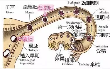 收藏帖 深度解析鲜胚 冻胚 囊胚的定义和成功率差异 知乎