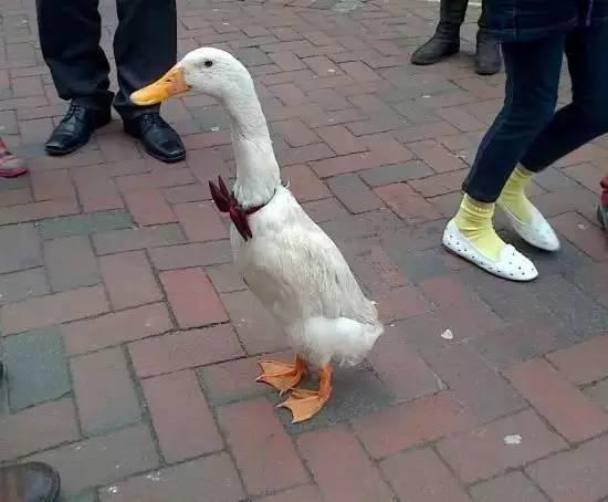 英国一只鸭子从出生就以为自己是个人逛街打架无所不为