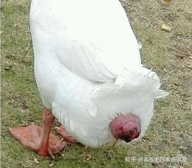 种鹅产蛋脱肛严重影响种鹅后期产蛋鹅脱肛的原因与治疗方案鹅脱肛几天