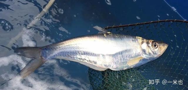 乍一眼看到"鲞"这个字,估计大多数人都不知道该怎么读,原因在于我们