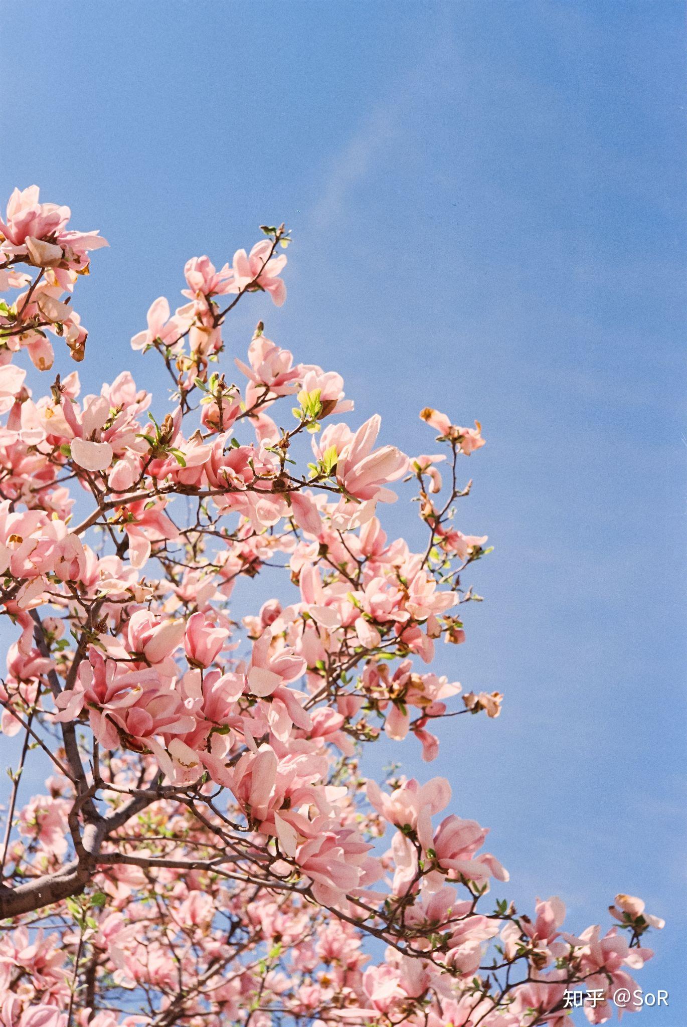 NIKON鏡頭收購