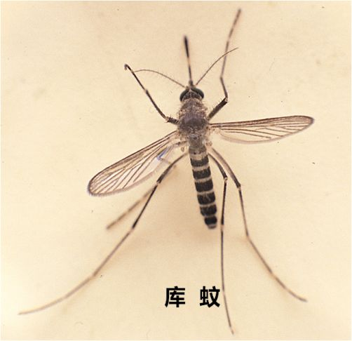 报告！气温10度以上蚊子要开始“活”了 - 知乎