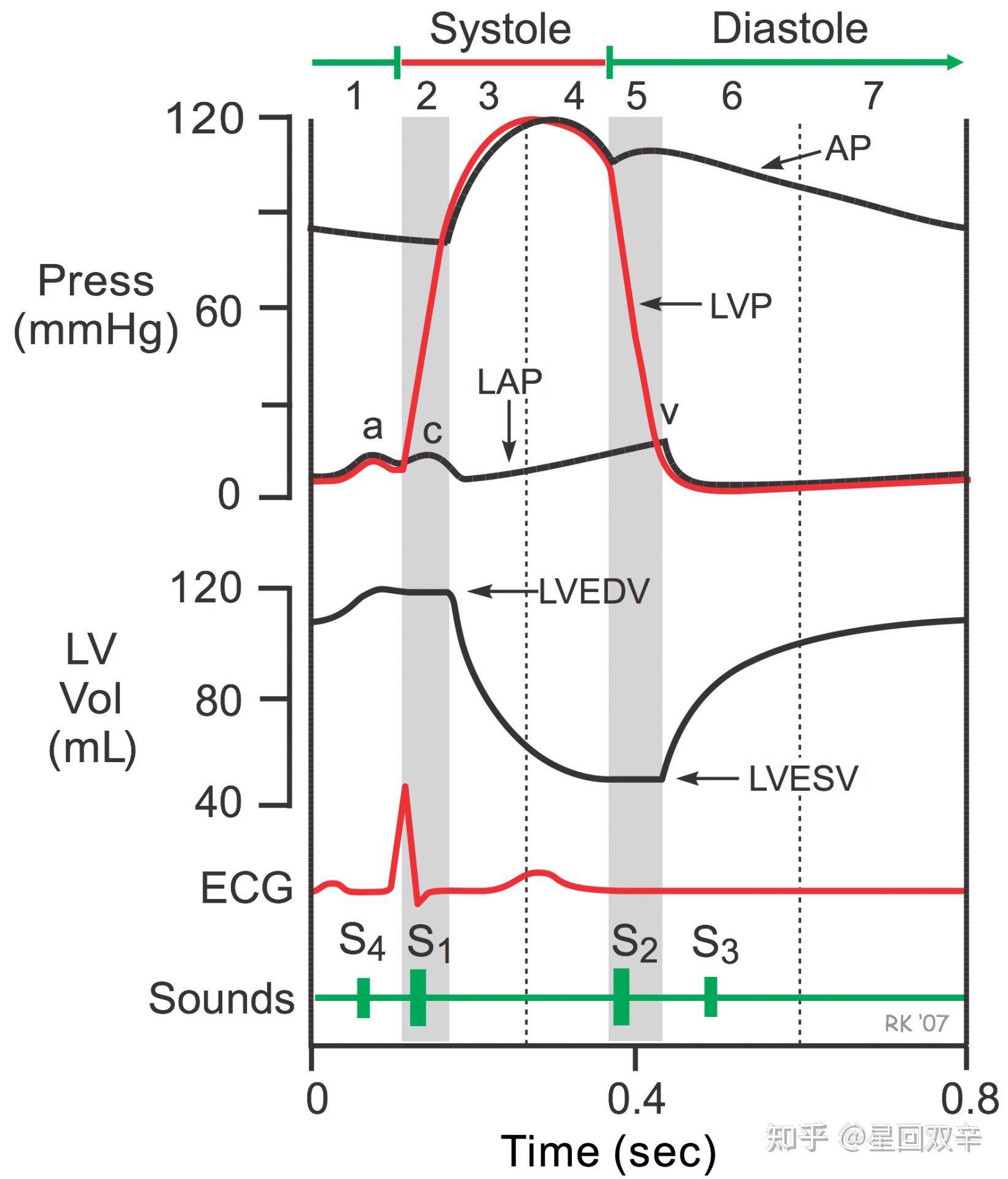 ventricular contraction timing