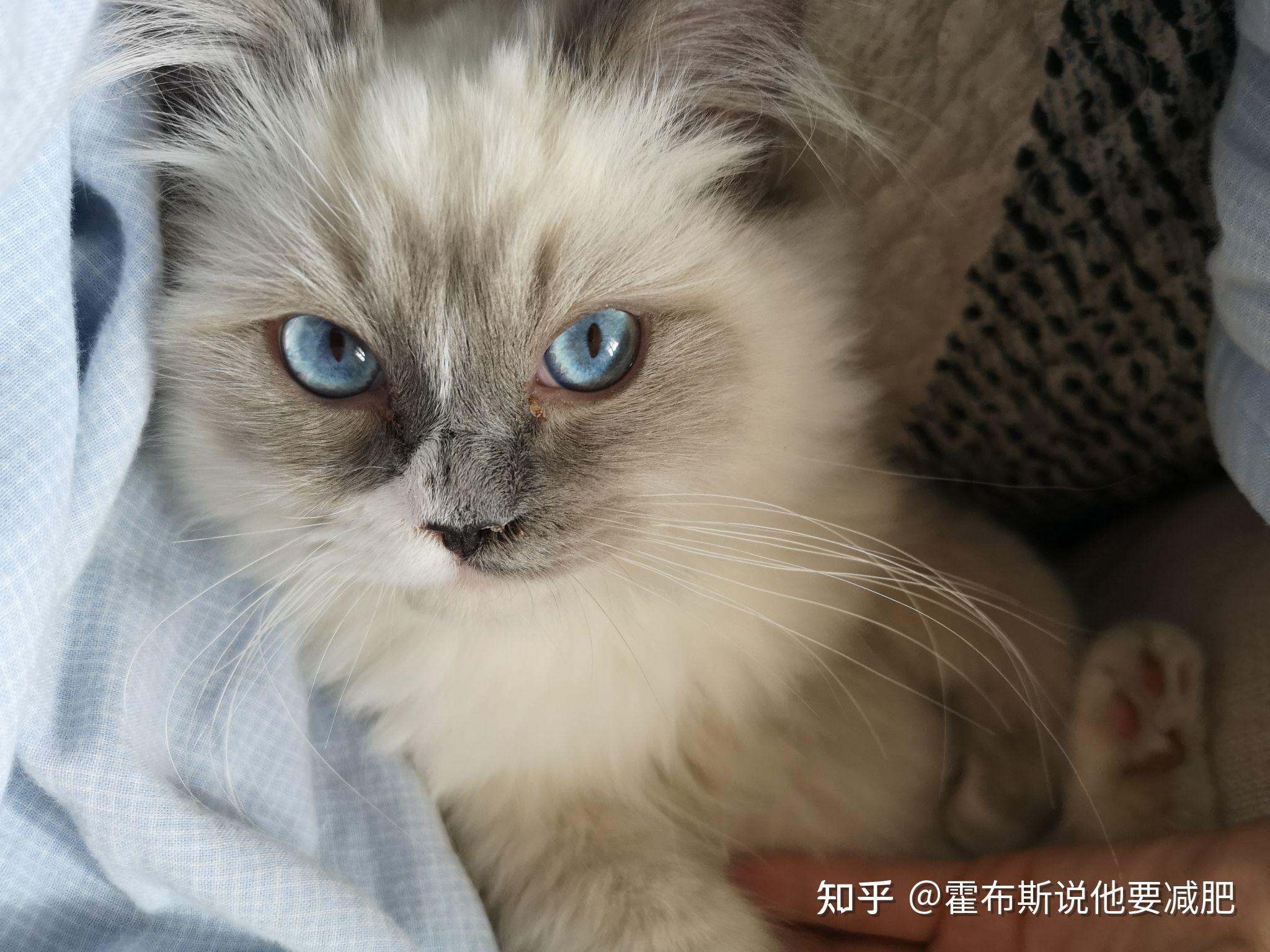 有没有品相不怎么好但很可爱的布偶猫