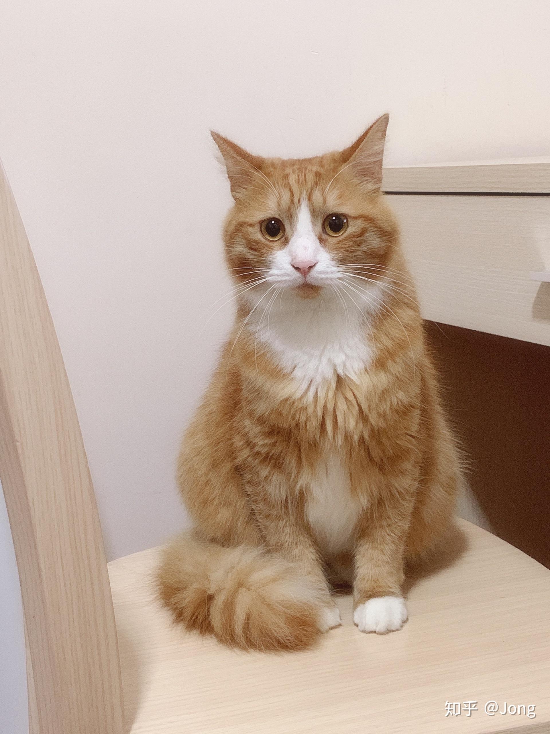 你见过最好看的橘猫长什么样?