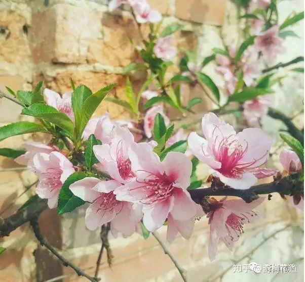 一分钟让你快速分辨桃花、李花、梅花、杏花 - 知乎