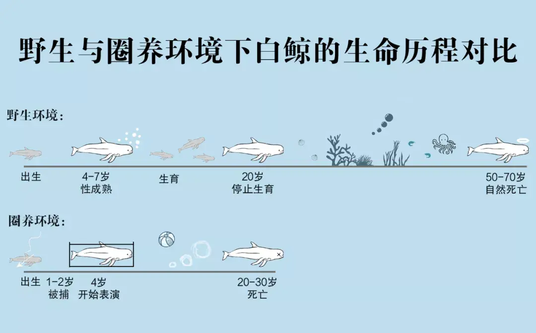 暖哭12岁白鲸姐妹9年后重回大海3岁与父母分离在海洋馆表演8年你知道