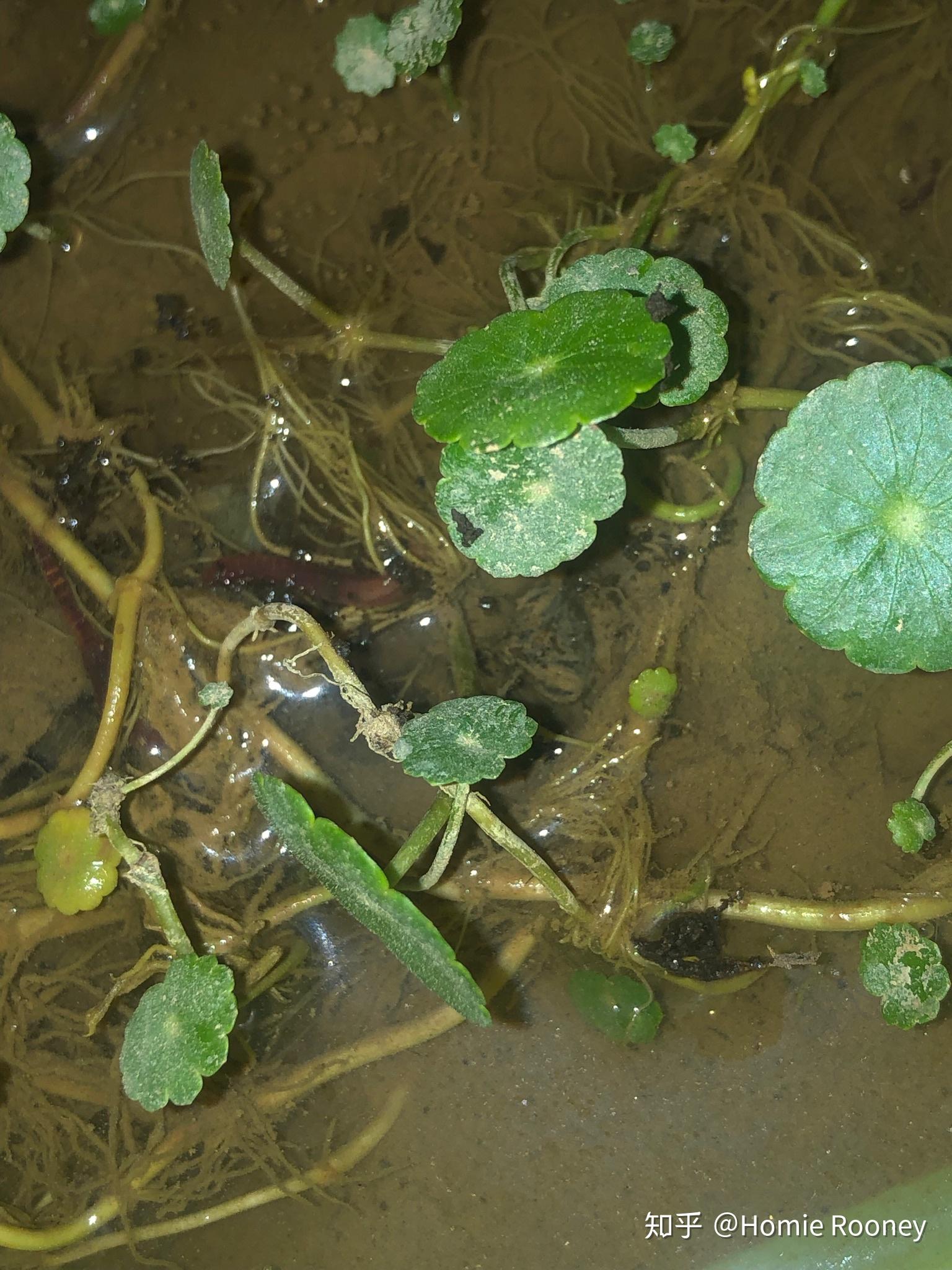 已經放泥水環境了泥水環境還有一隻蘇北草苗餵食方面現在喂的都是蚯蚓