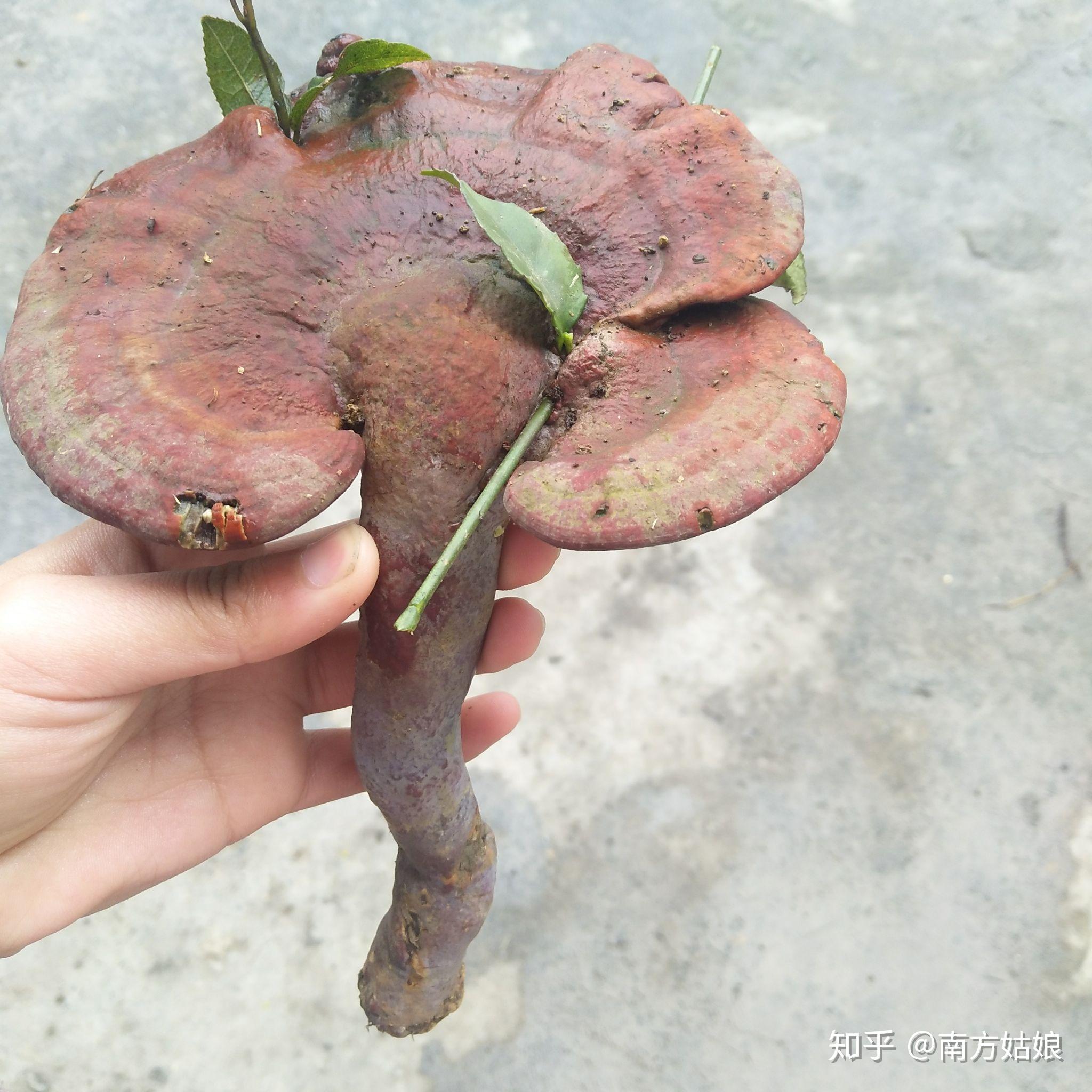 千年灵芝? - 知乎