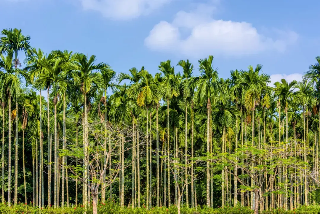 又被一国定为毒品加工大省湖南该限制槟榔产业吗