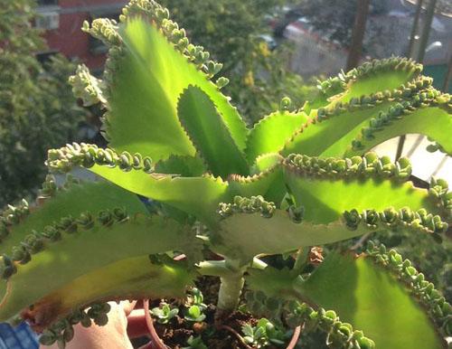 v2-8b3b9d9674acd5ecb1c7bbf056a87d2d_1440w.jpg?source=172ae18b