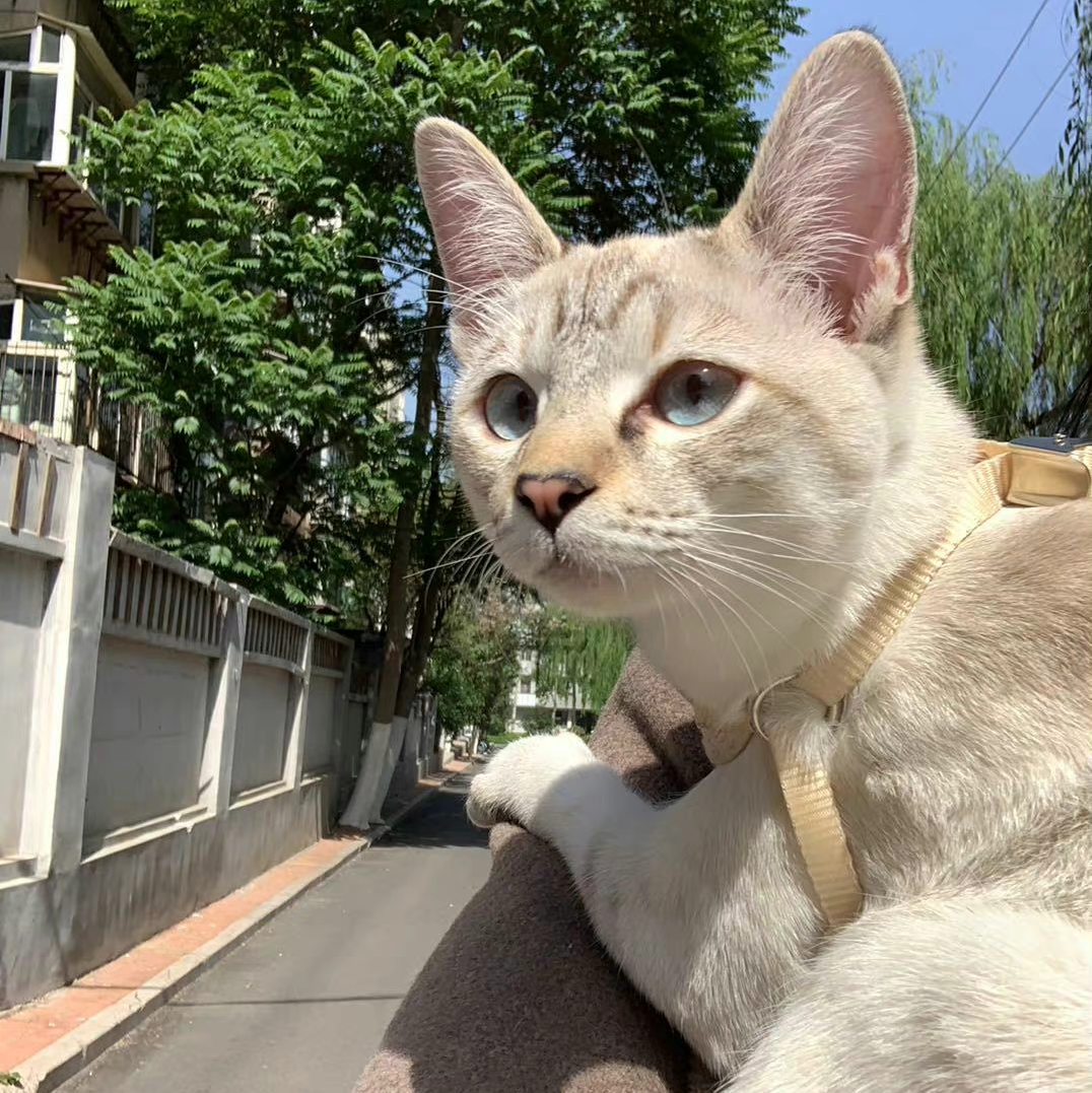 无水印可爱猫咪头像