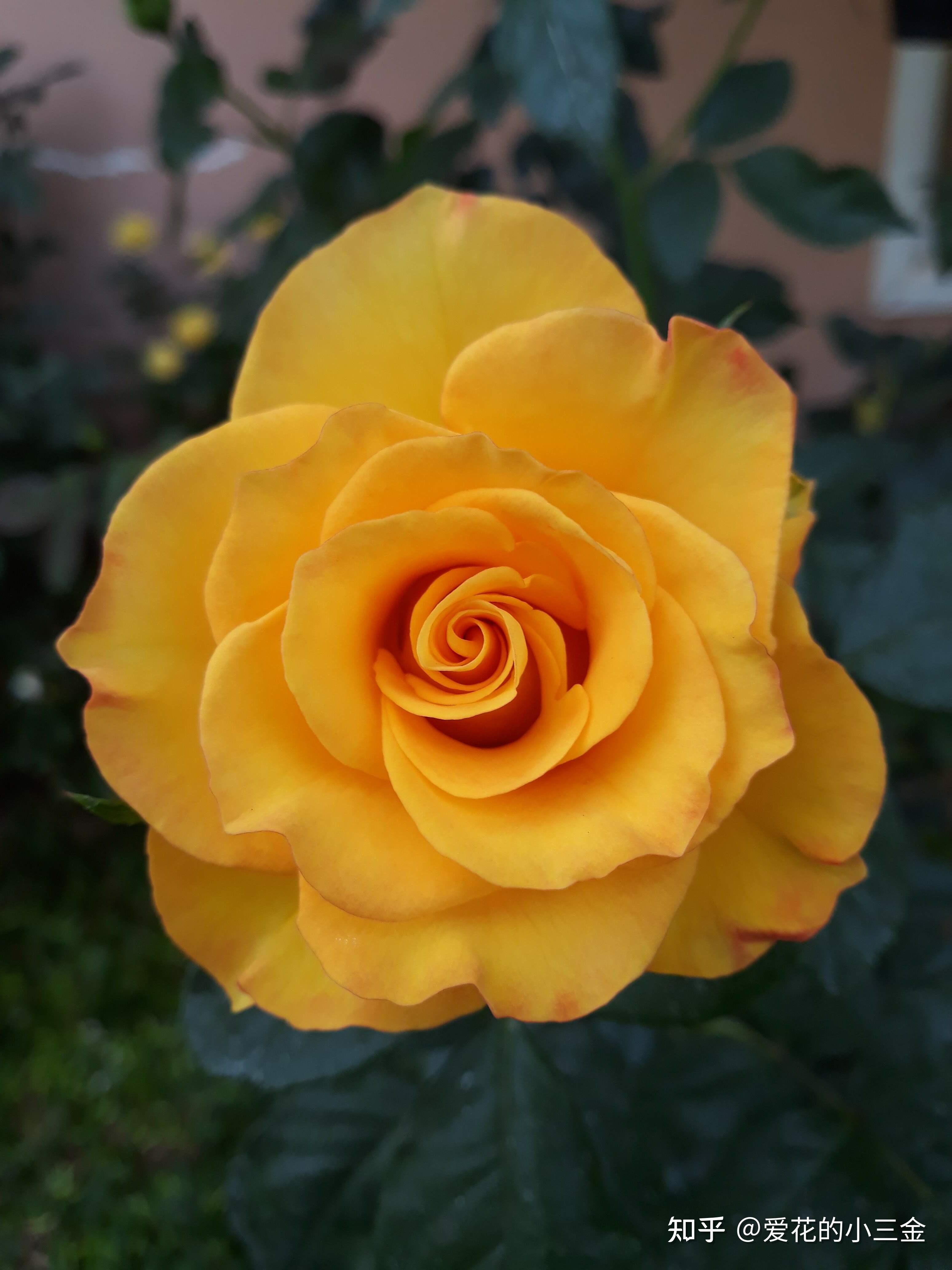 愿你会喜欢上明媚灿烂的黄玫瑰 