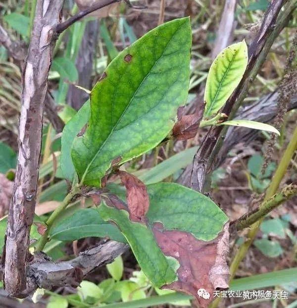 蓝莓各时期生长异常对照表