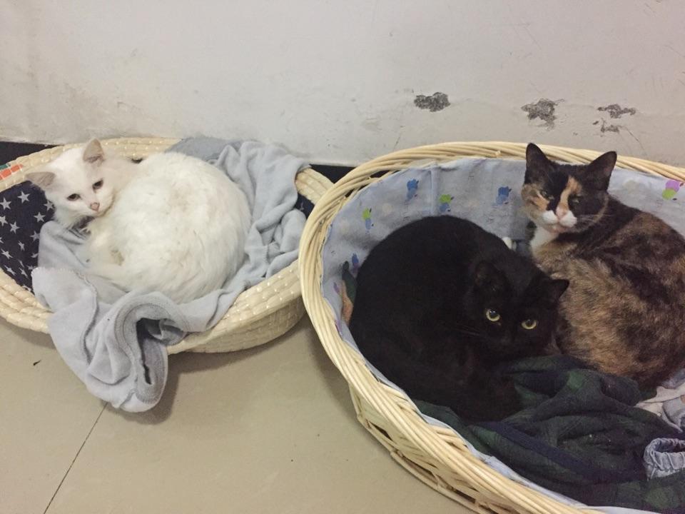 给猫吃什么好?猫粮?进口?国产?猫饭?