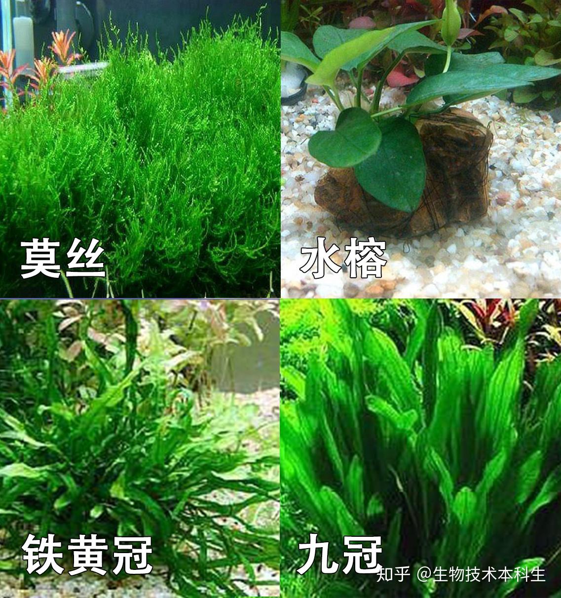 解释5:阴性草仅需led灯即可养好 阳性草需要专业的水草灯才能养好