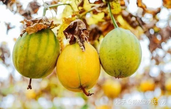 中药小课堂----瓜蒌全身都是宝 - 知乎