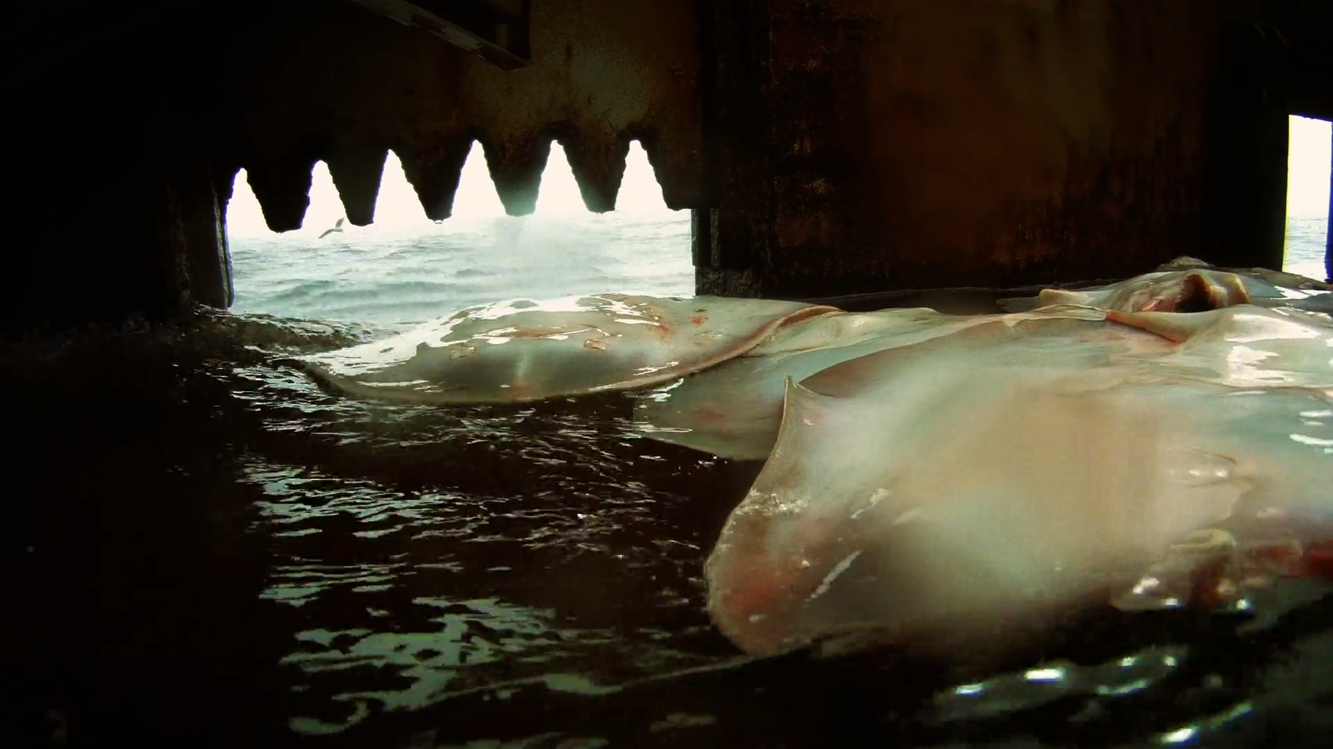 《食人录》- 唯有不断咀嚼