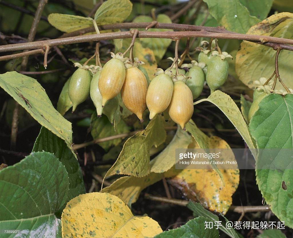 木天蓼是猕猴桃科植物,别名天蓼,藤天蓼,天蓼木,含水藤,葛枣,马枣子