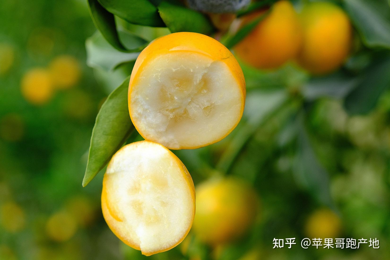2021年广西融安金桔产地品种介绍脆皮蜜金桔滑皮金桔脆蜜金柑是一个