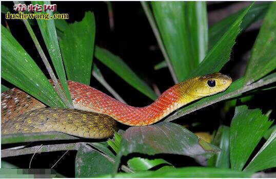 这种蛇是什么蛇啊