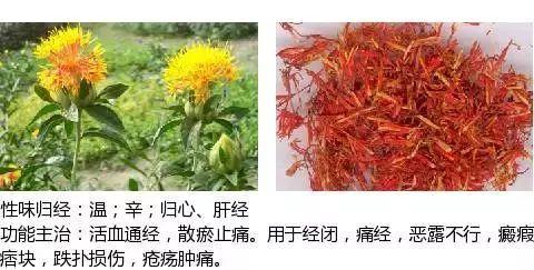 500余种中草药图  第294张