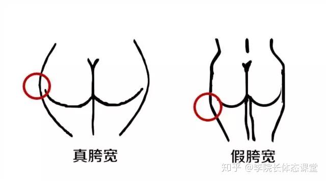 啥是大骨盆 v2-8b732d728d0b547038cfb752bf3db29f_r.jpg