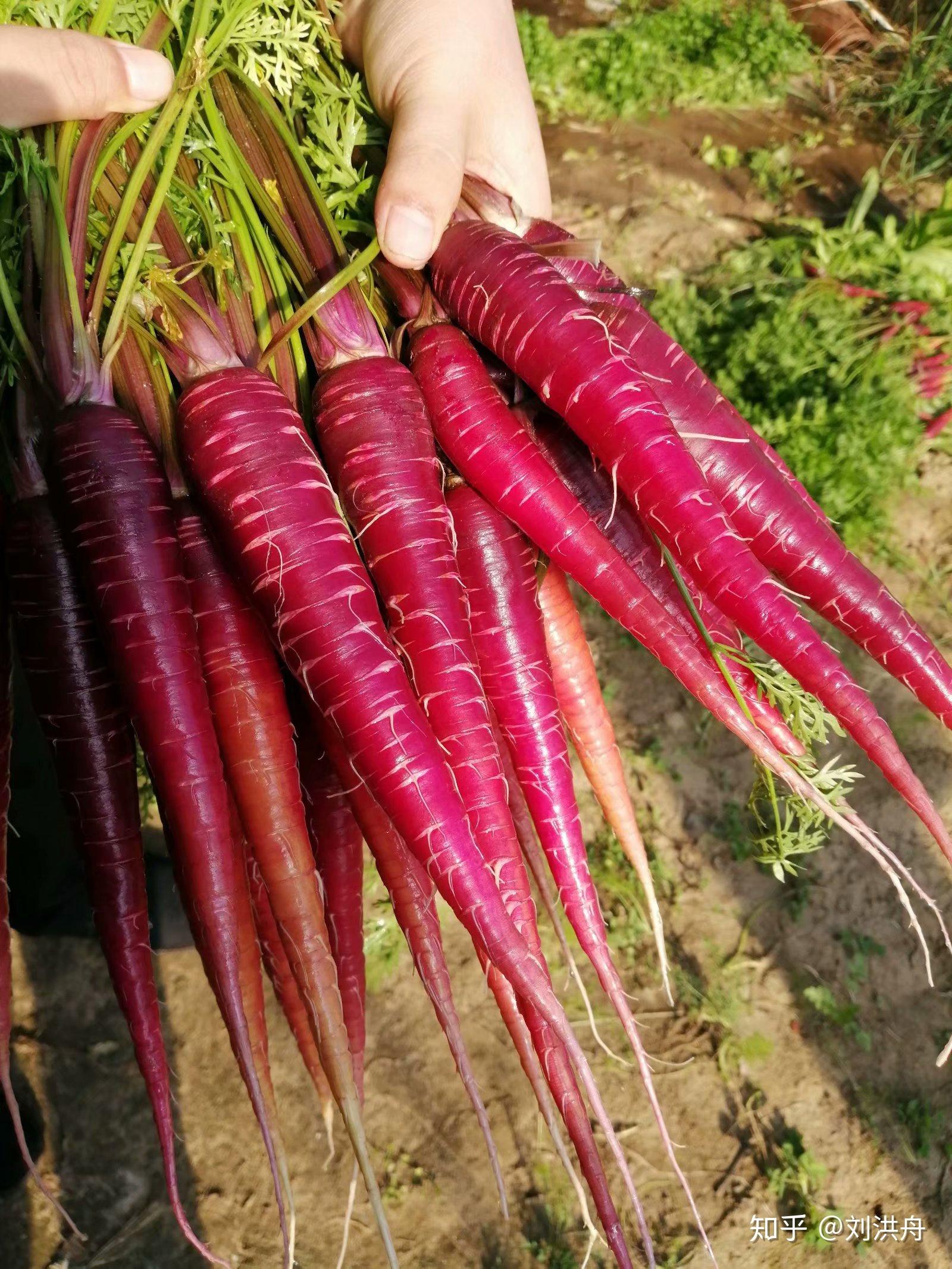 紫胡萝卜种植技术
