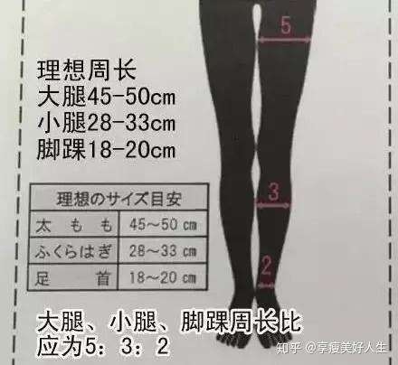 大小腿围比 正面观察美腿 大小腿及脚踝最宽处比例为5