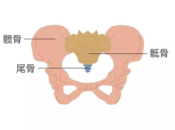 真骨盆标志图片