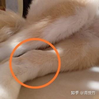 狗狗骨肉瘤长什么样 宠物医生咨询 知乎