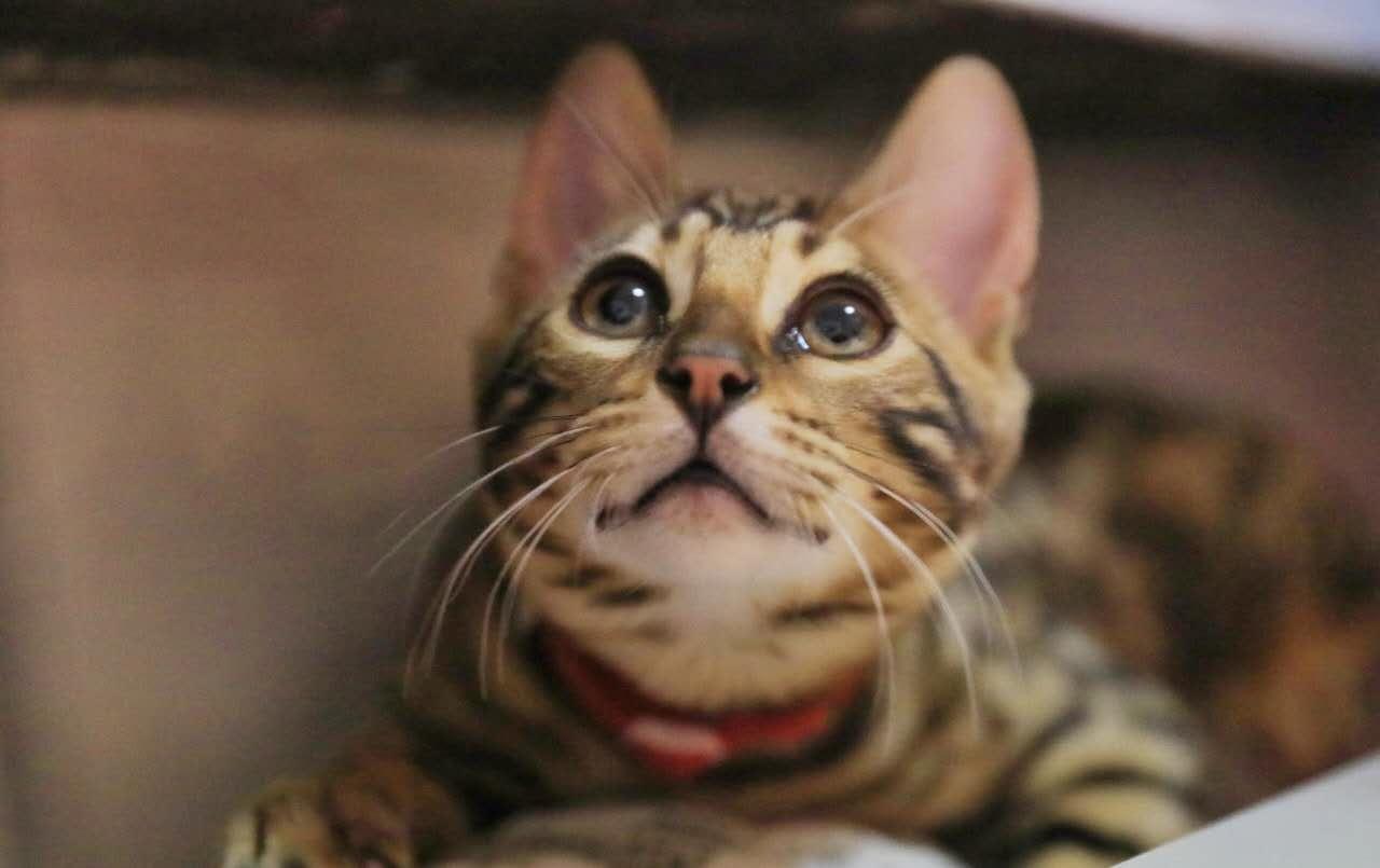 四个月的幼猫吃什么好呢? - 赵钢的回答