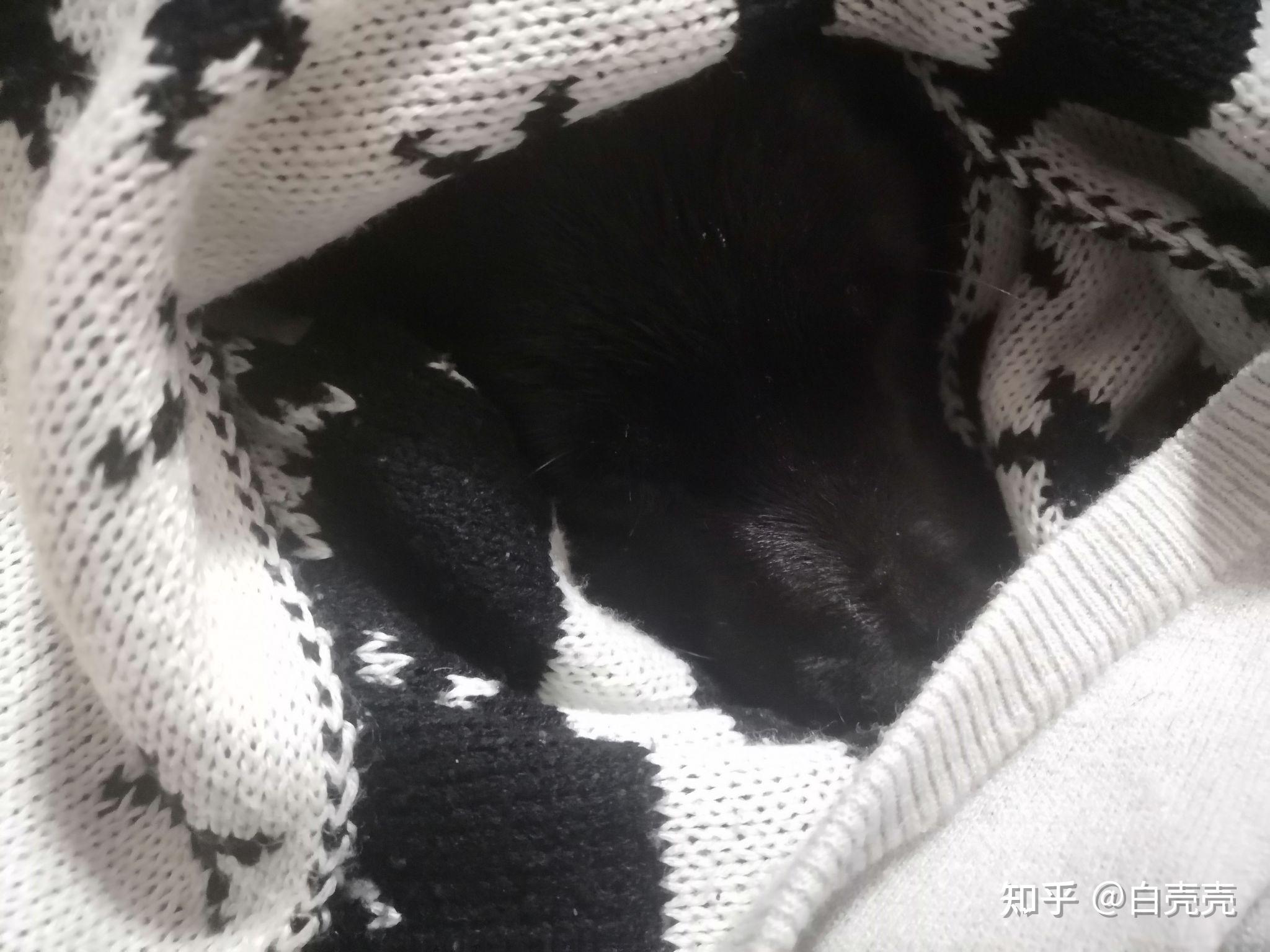 小黑黑细小病毒情况记录三个半月