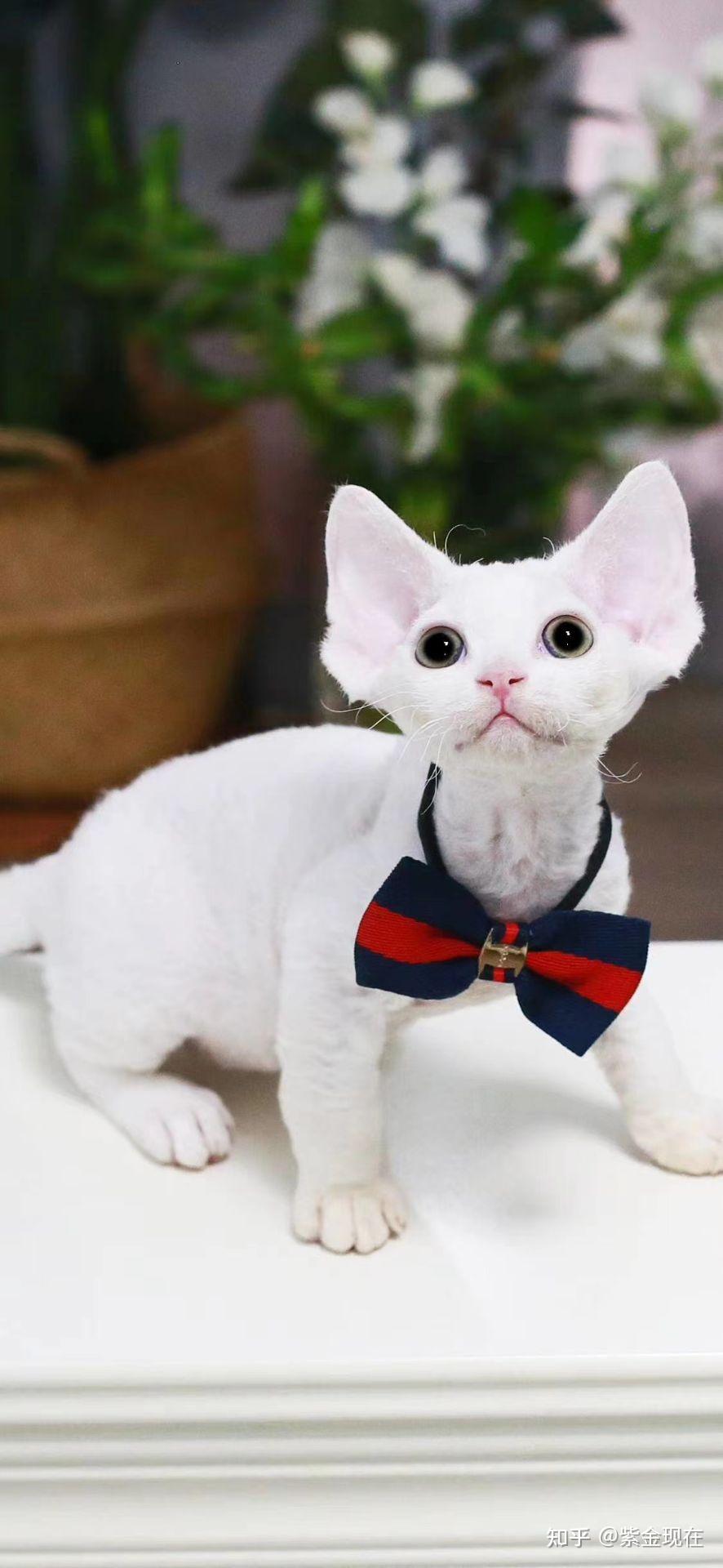 德文卷毛猫高清图片 - 知乎
