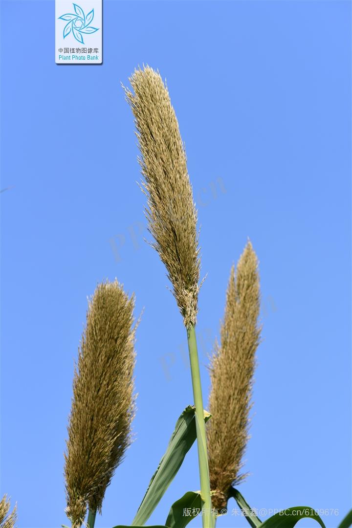 禾本科一些类似芦苇和芒的常见植物 - 知乎